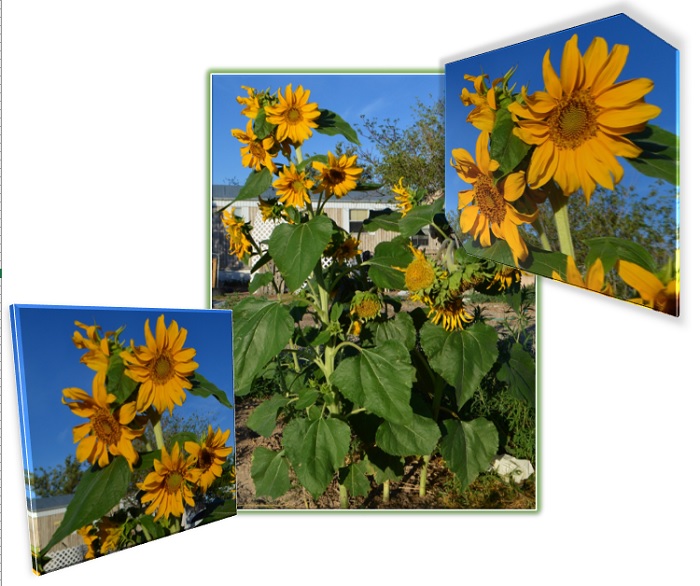 a few days before the sandstorm on the 15th of July my sunflowers were tall and proud. a few days before the sandstorm on the 15th of July my sunflowers were tall and proud.