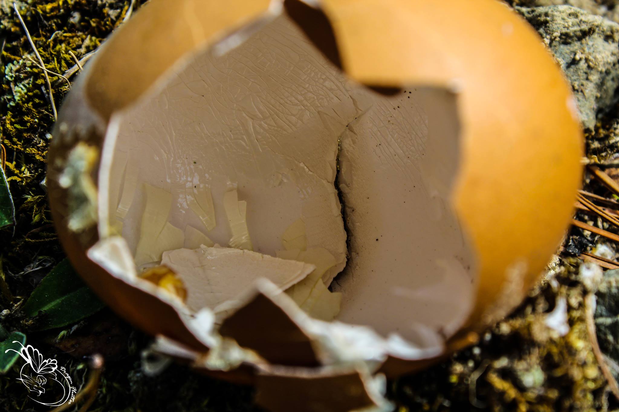 outside, hatched egg, egg, some baby animal outside, hatched egg, egg, some baby animal