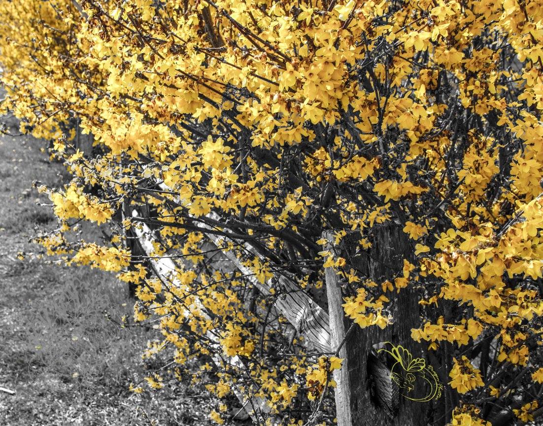 Photoshop, yellow, flowers, outside, fence Photoshop, yellow, flowers, outside, fence