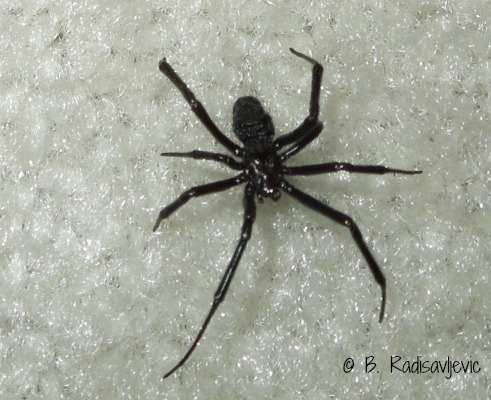 Black Widow Spider, Black Widow Spider,