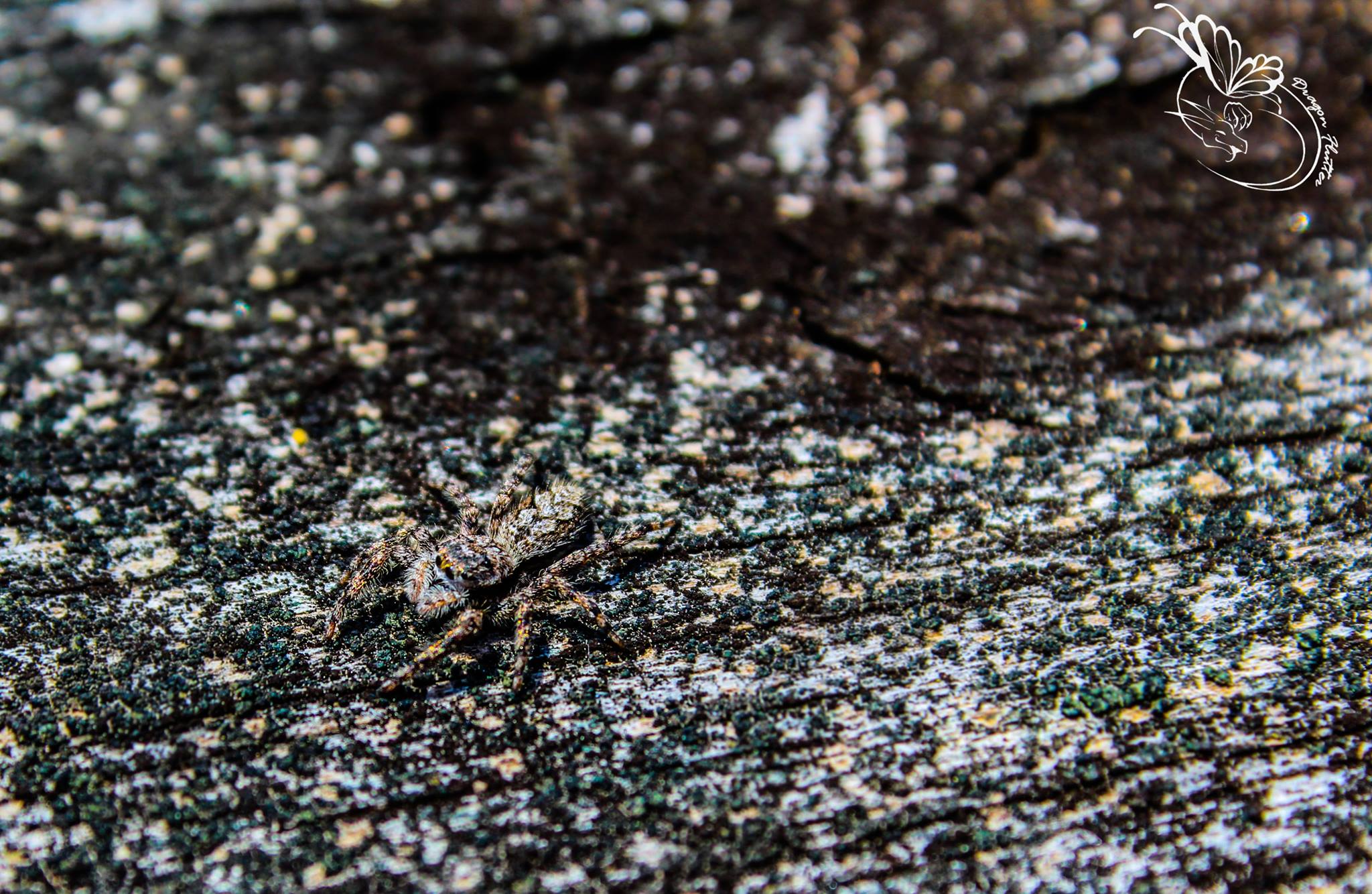spider, camouflage, moss, bridge, golf course spider, camouflage, moss, bridge, golf course