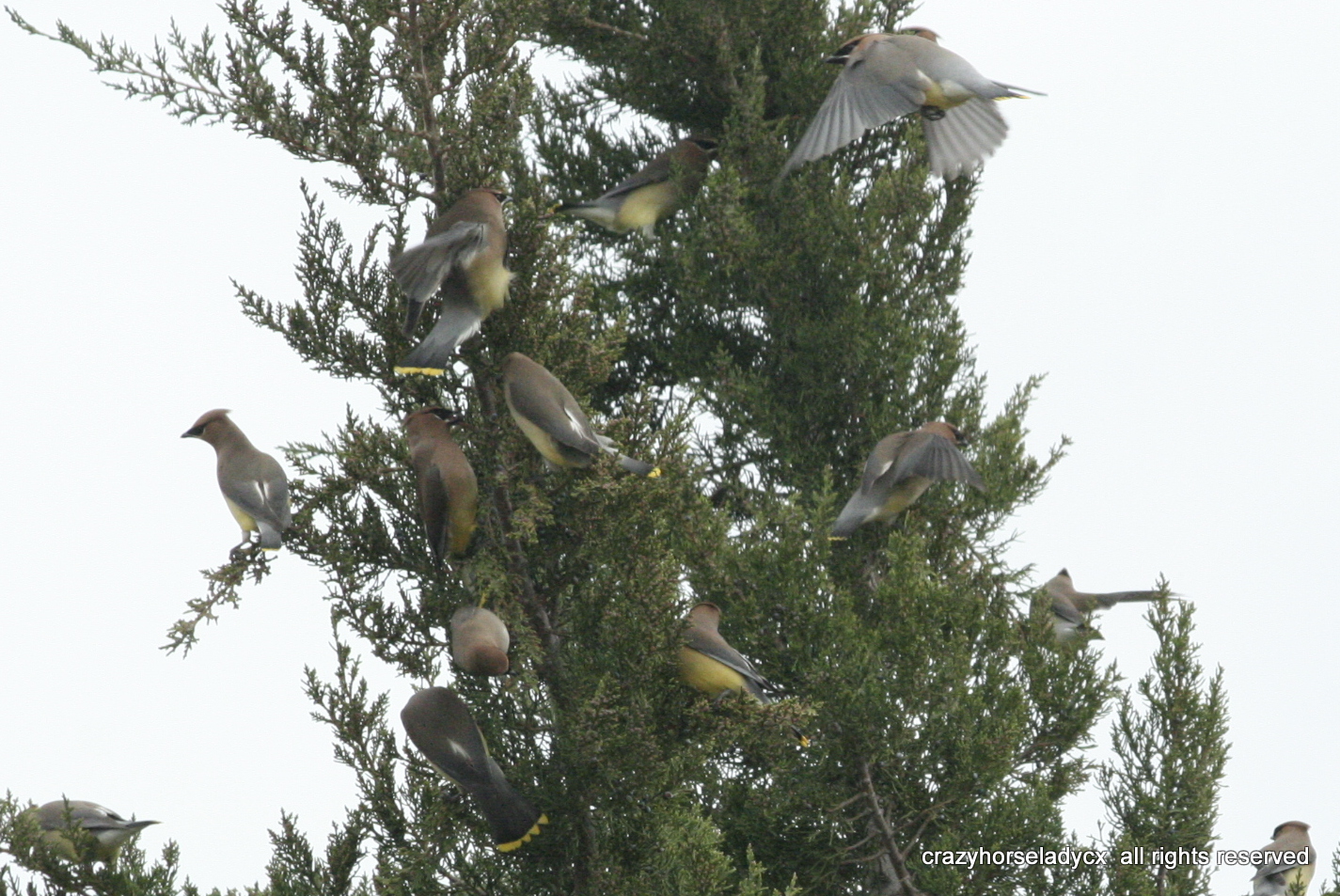 cedarwaxwings ~ crazyhorseladycx all rights reserved