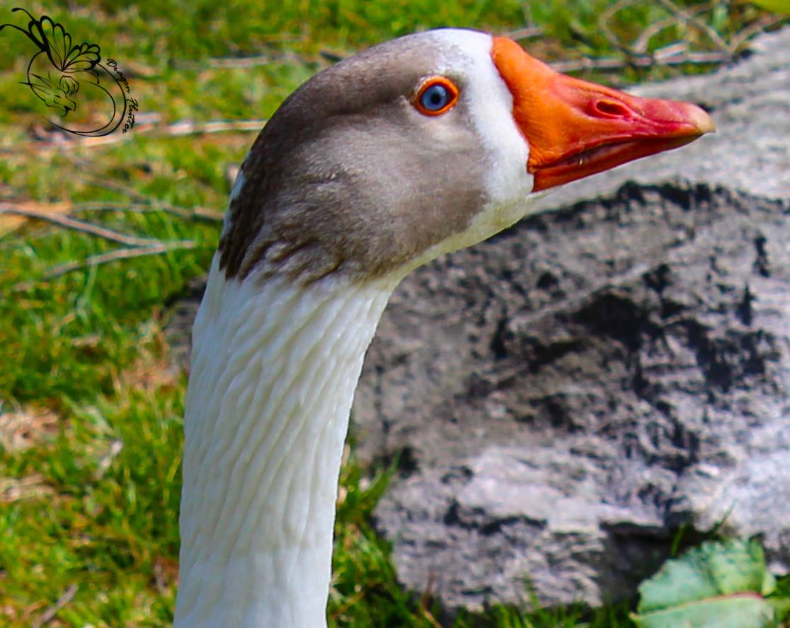 blue eyes, goose, my pictures, white, grey blue eyes, goose, my pictures, white, grey