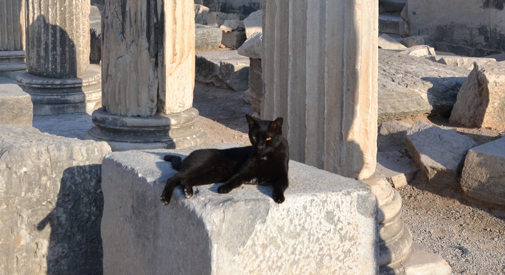 Cats of Ephesus Cats of Ephesus