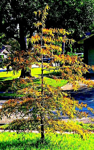 Just a teenager tree - Gus Kilthau Just a teenager tree - Gus Kilthau