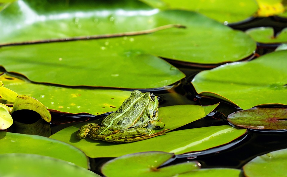 https://pixabay.com/en/frog-water-frog-animal-green-1495034/