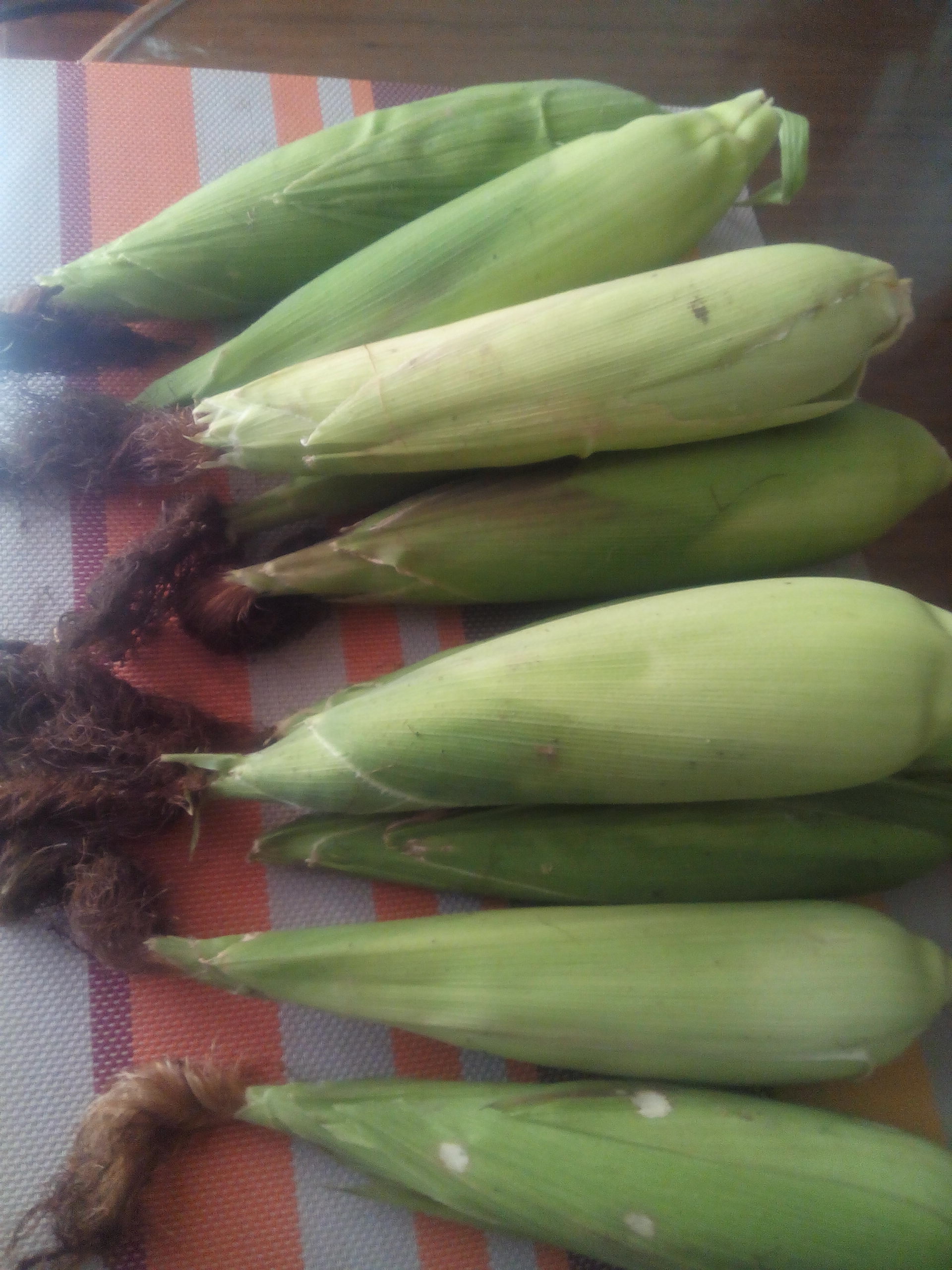 ears of corn by acelawrites ears of corn by acelawrites