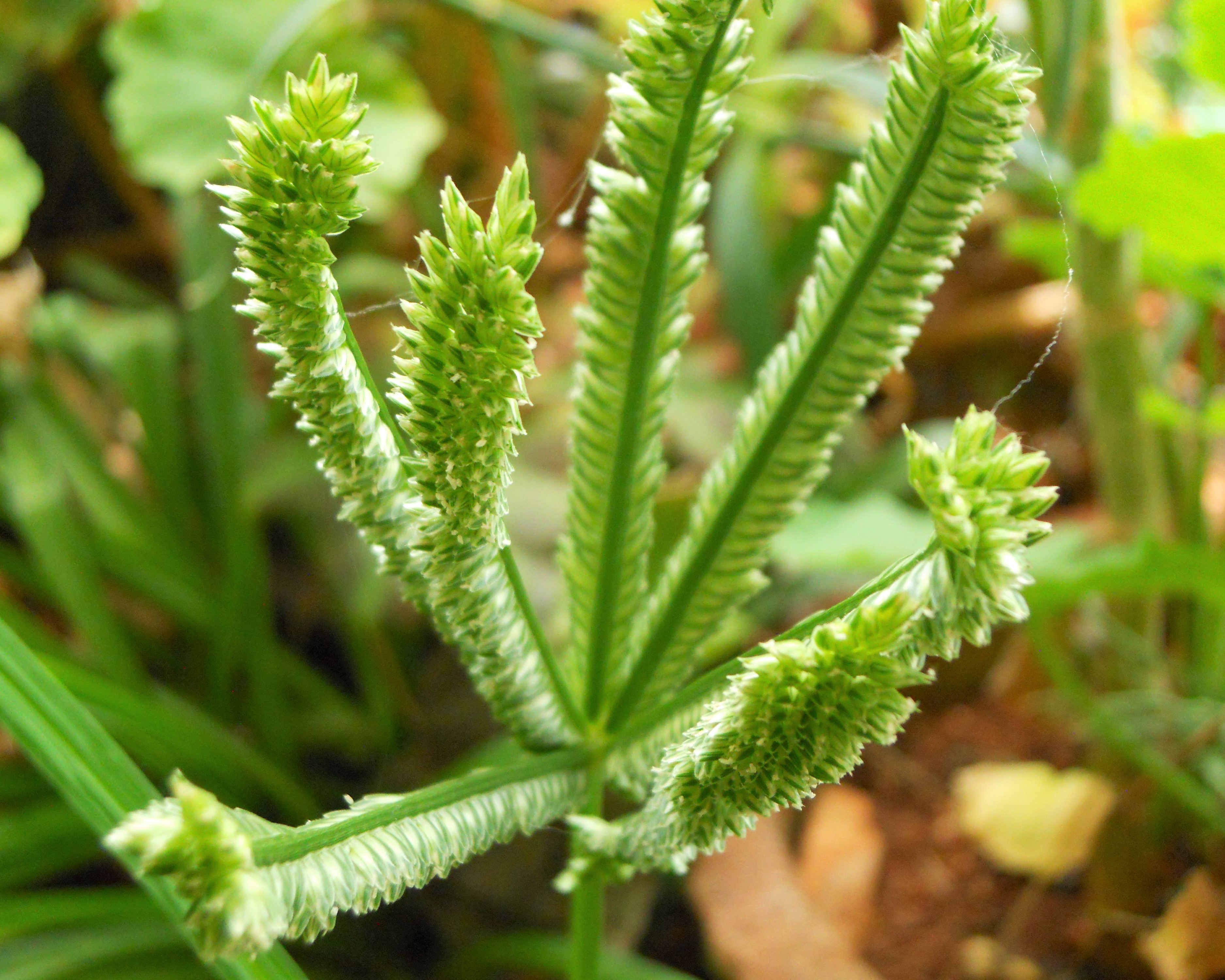 Grass flowers, sofspics Grass flowers, sofspics