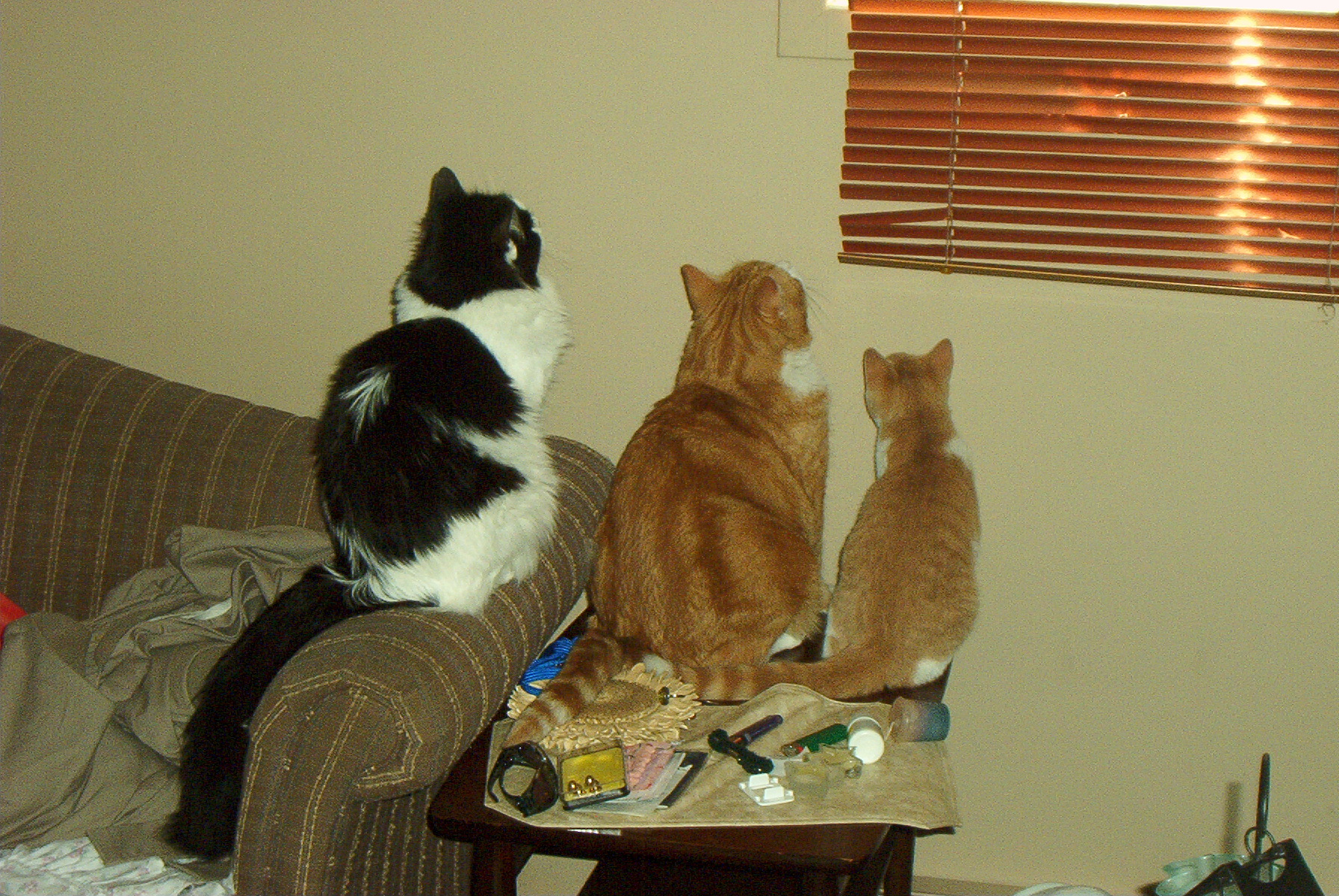 The three stooges... - This is what happens when three of my goofballs find something new and interesting to play with. In this picture, the mess they have created is the result of them stalking a moth.