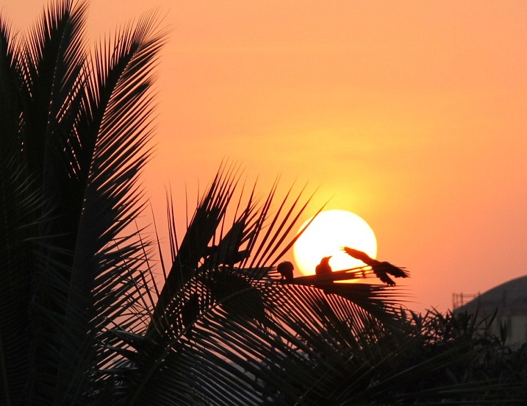 Birds at sunset, sofspics