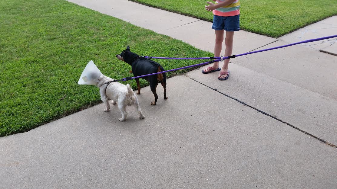 Malakai and Brownie on the double leash. Malakai and Brownie on the double leash.