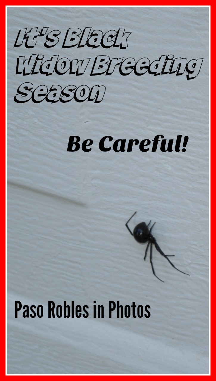 Black Widow on Garage Door