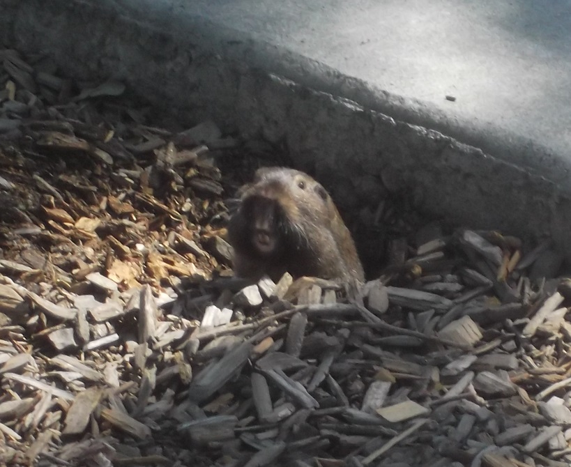 "Rabbit" my nephew saw at the park today (photo taken by me).