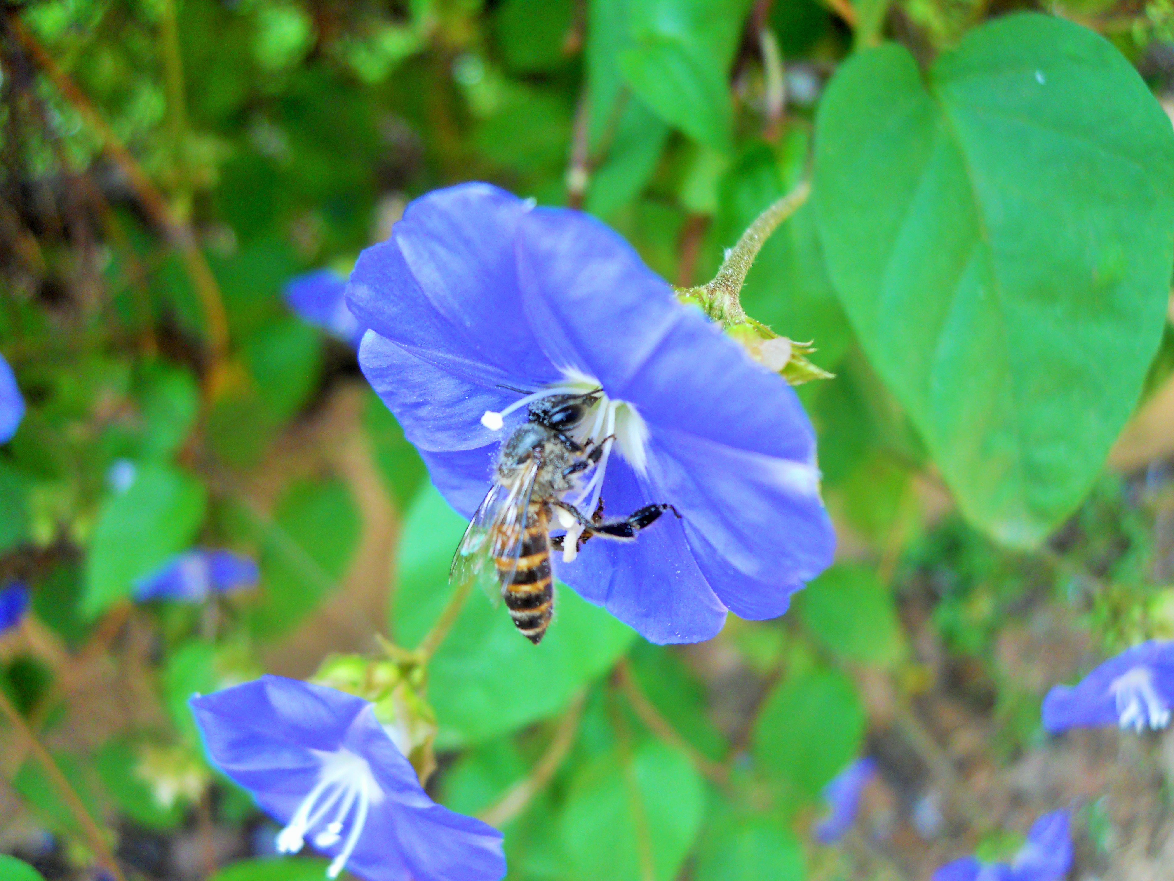 Bee on blue flower, sofspics
