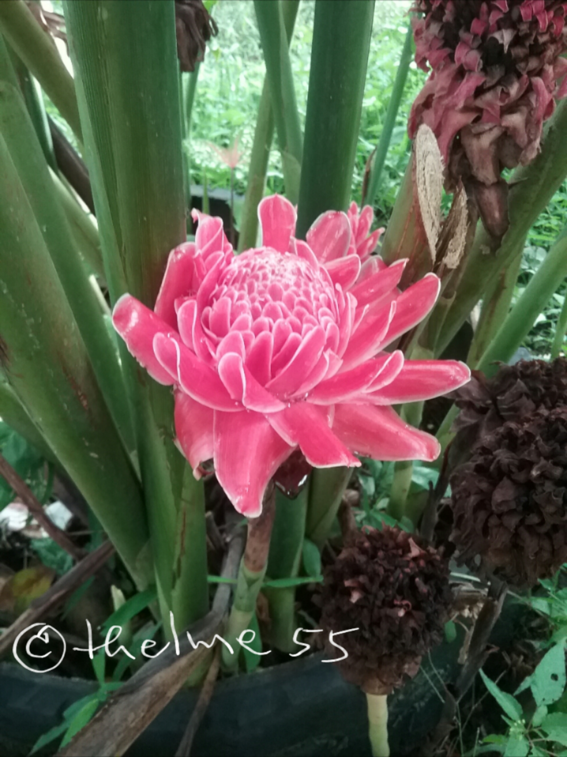 Torch Ginger from my Philippines garden by thelme55 Torch Ginger from my Philippines garden by thelme55