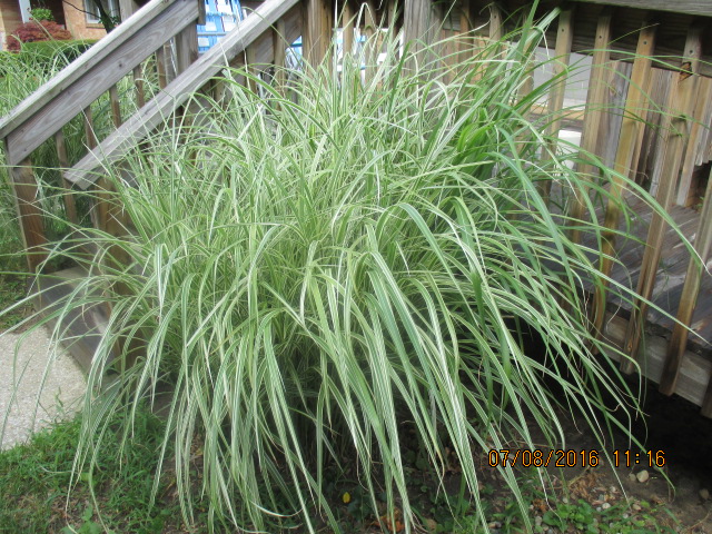 ornamental grass that grows on either side of my porch © Marsha Musselman ornamental grass that grows on either side of my porch © Marsha Musselman