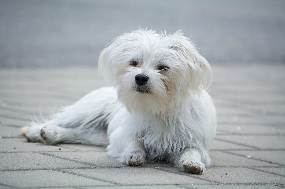 From Pixabay: Small White Dog by Pezibear.  Public Domain.