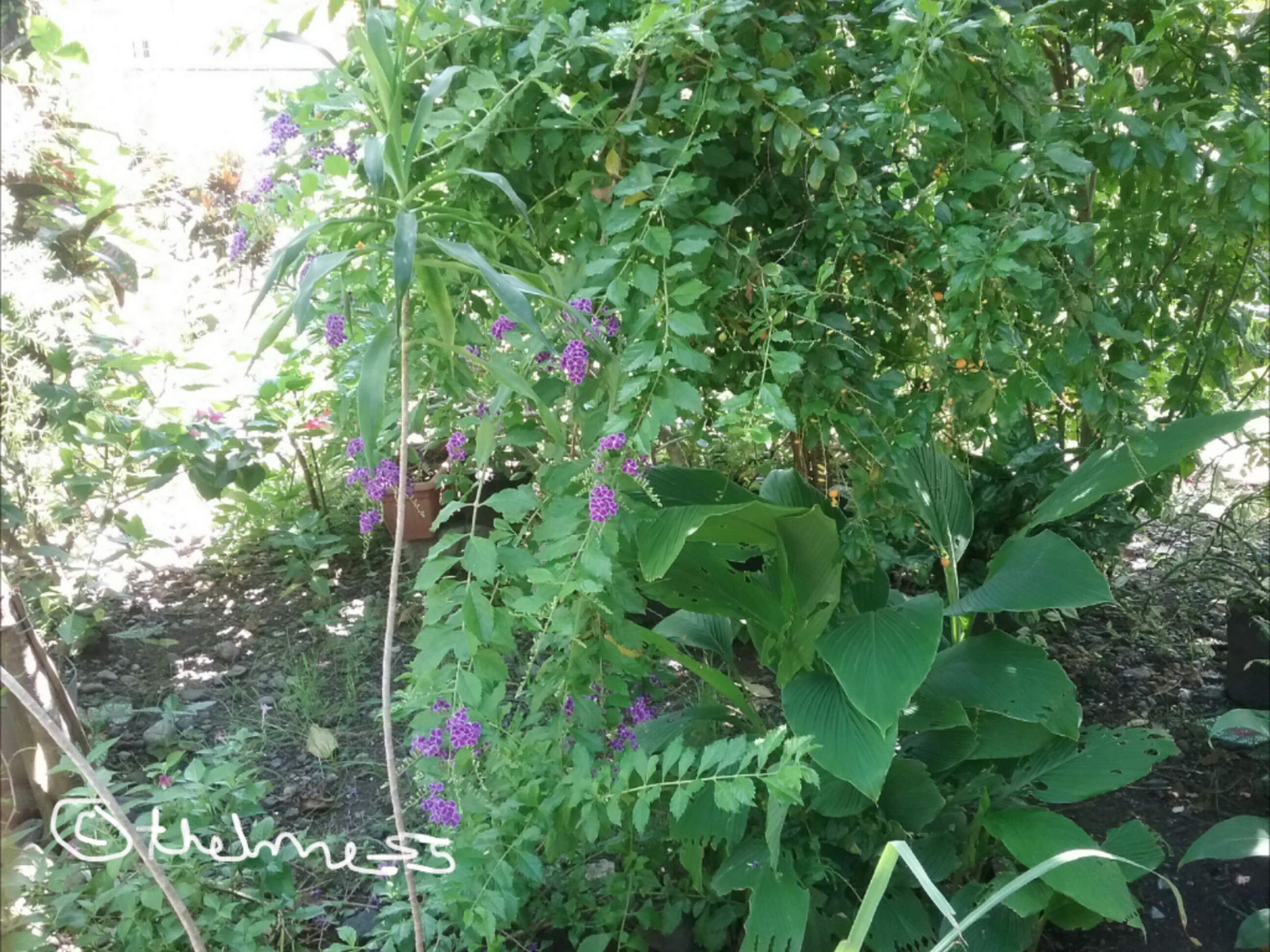 Sapphire showers and the damaged turmeric plants by thelme55 Sapphire showers and the damaged turmeric plants by thelme55