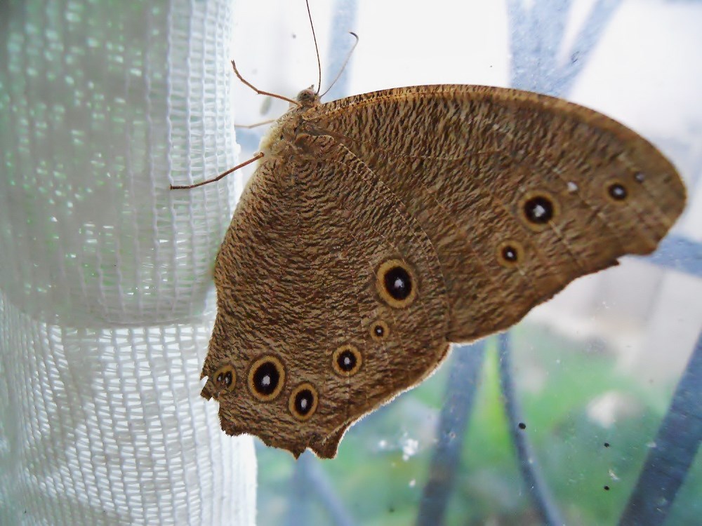 Moth butterfly, sofspics Moth butterfly, sofspics