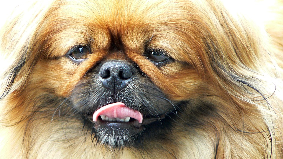 https://pixabay.com/en/dog-pekingese-portrait-language-1142290/