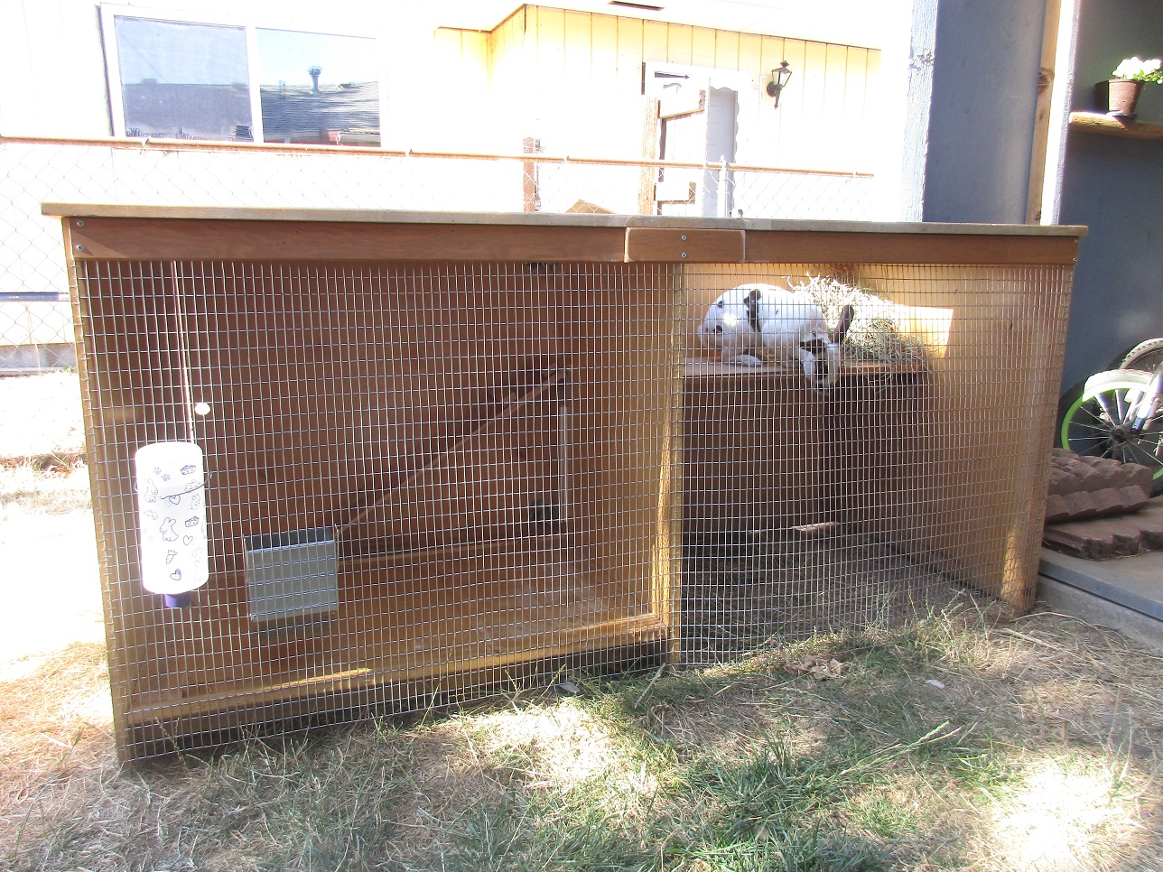 Marshmallow and his new cage
