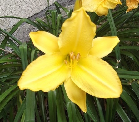 Day Lily that I took a photo of in my yard in 2014