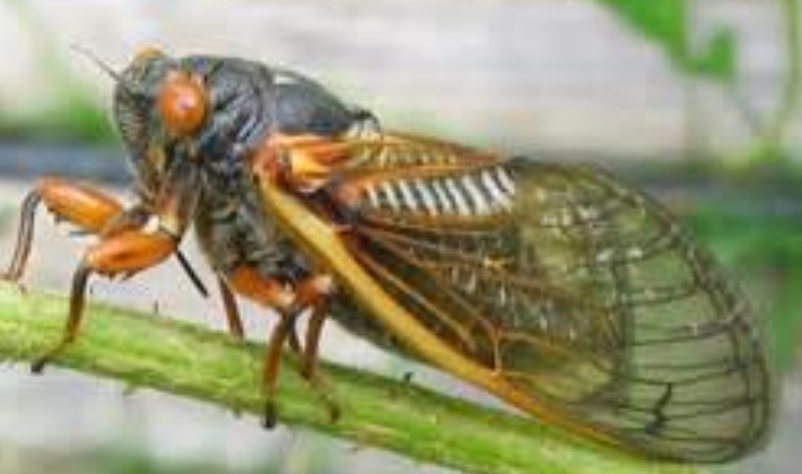 free image of a cicada