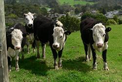 cows coming home - a pic of the cows coming home at night