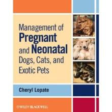 pregnant lady vs cats