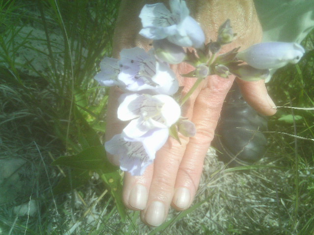 wildflower my photo