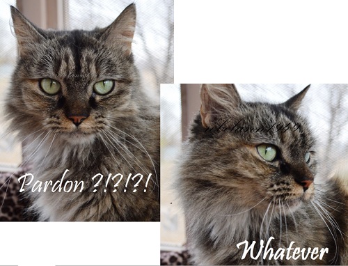 That's my Boobear, I took these shots a few years ago while she was on her porch before the invaders came along. That's my Boobear, I took these shots a few years ago while she was on her porch before the invaders came along.