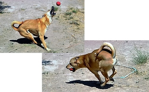 I once bought a red rubber ball for Mykey but look who caught it, she had to run fast cuz Mykey was right behind her.