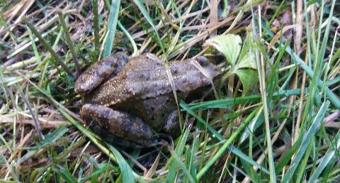 A frog in my garden.
