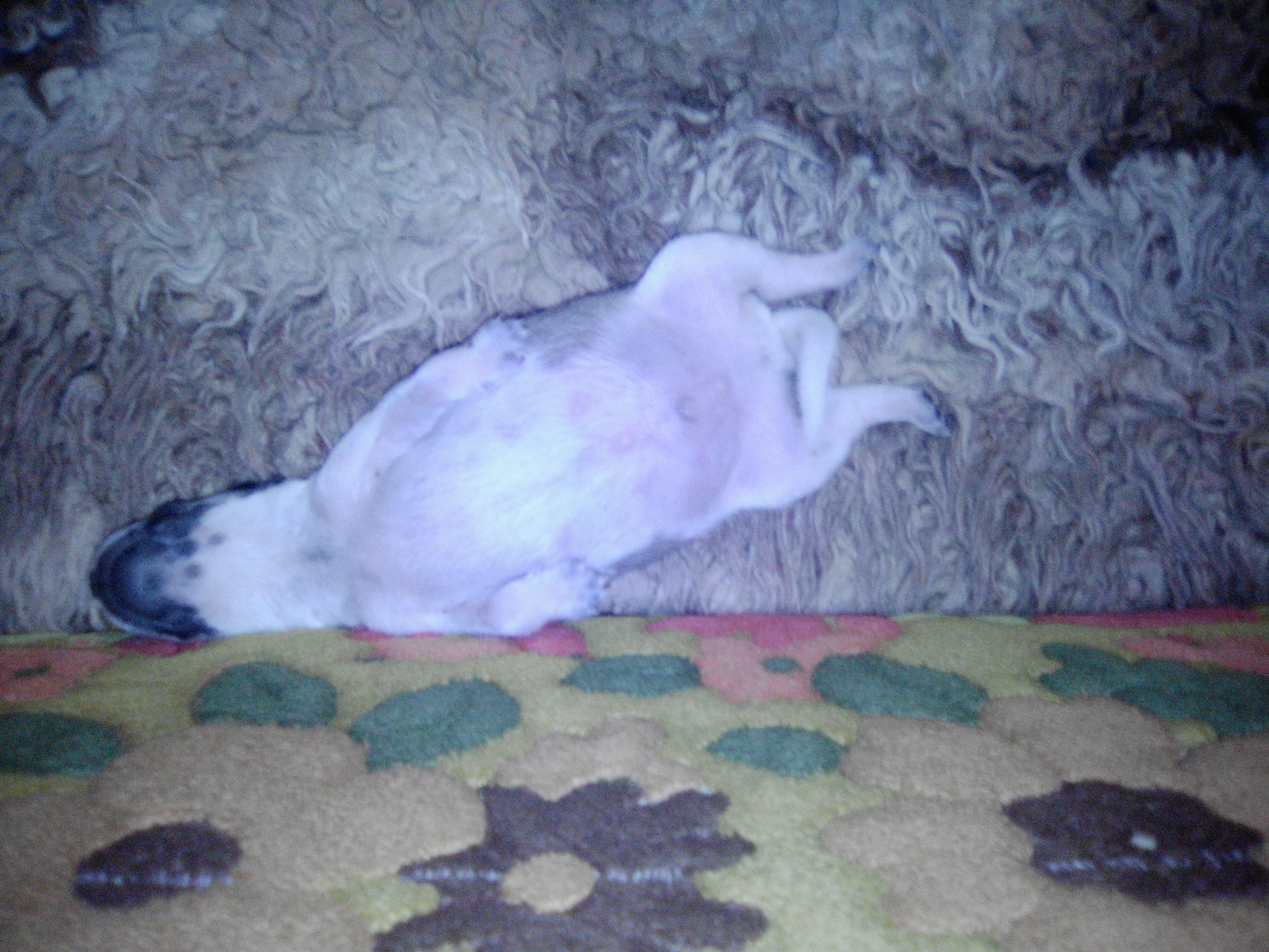 puppy sleeping supine
