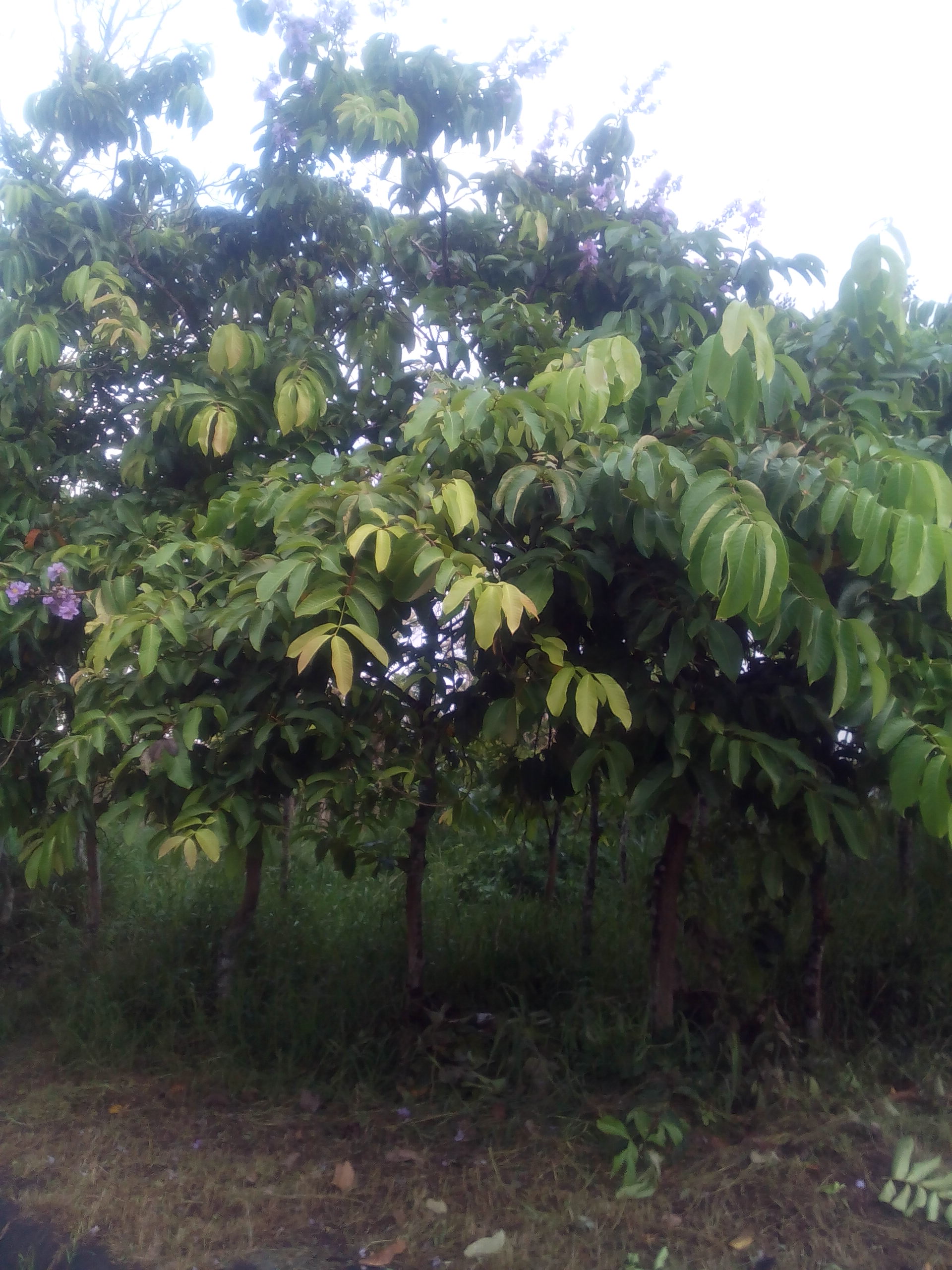 banaba trees banaba trees
