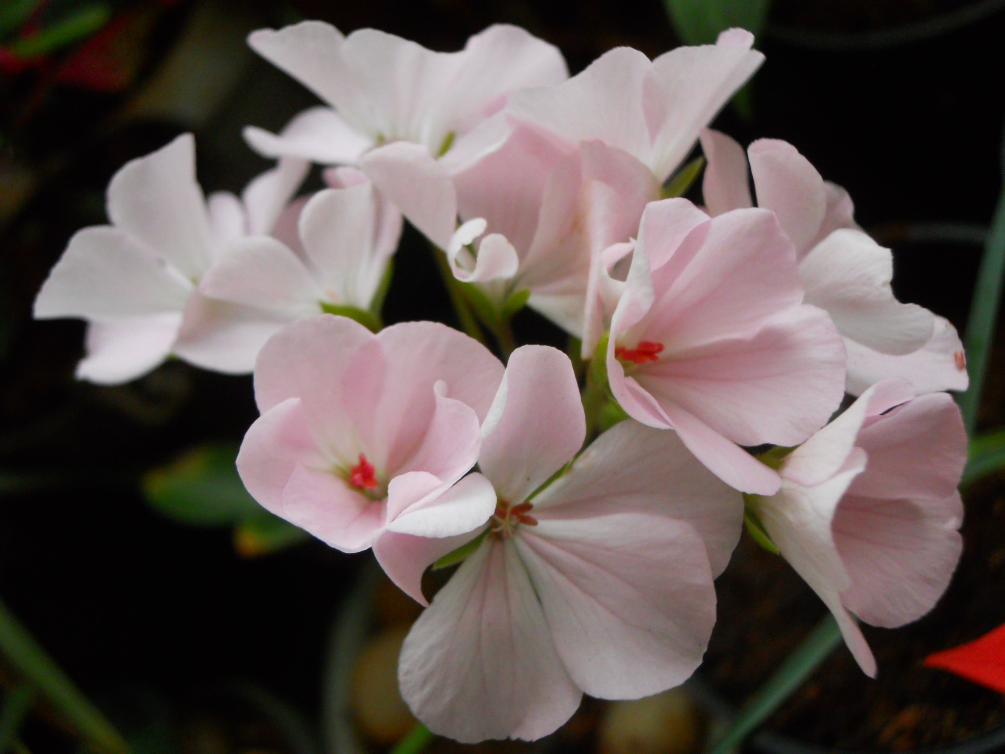 Geraniums, sofspics Geraniums, sofspics