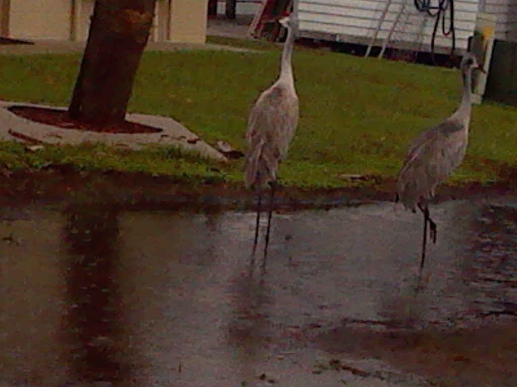 A picture I took of the big birds. A picture I took of the big birds.