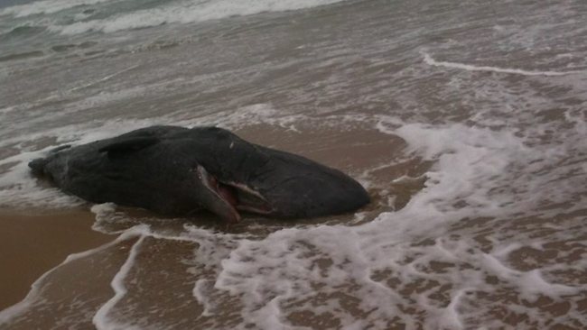 Alien or Whale? Alien or Whale?