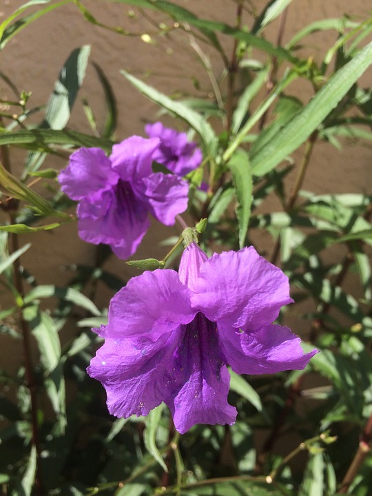 https://pixabay.com/en/mexican-petunia-ruellia-flowers-1205391/