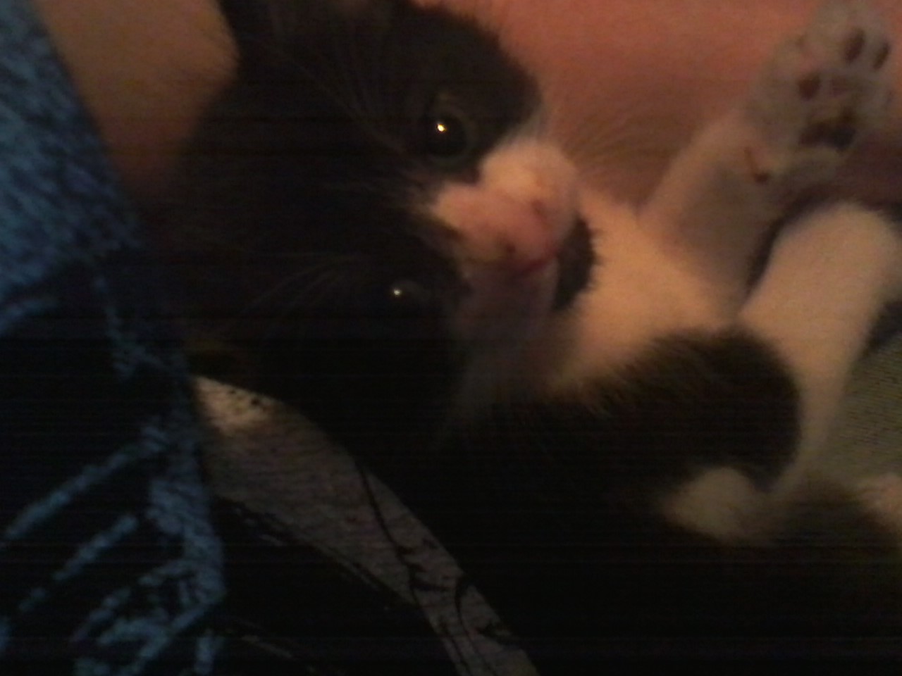 kitten, family, cat, panda kitten, family, cat, panda
