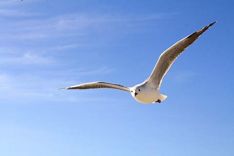 flying bird flying bird