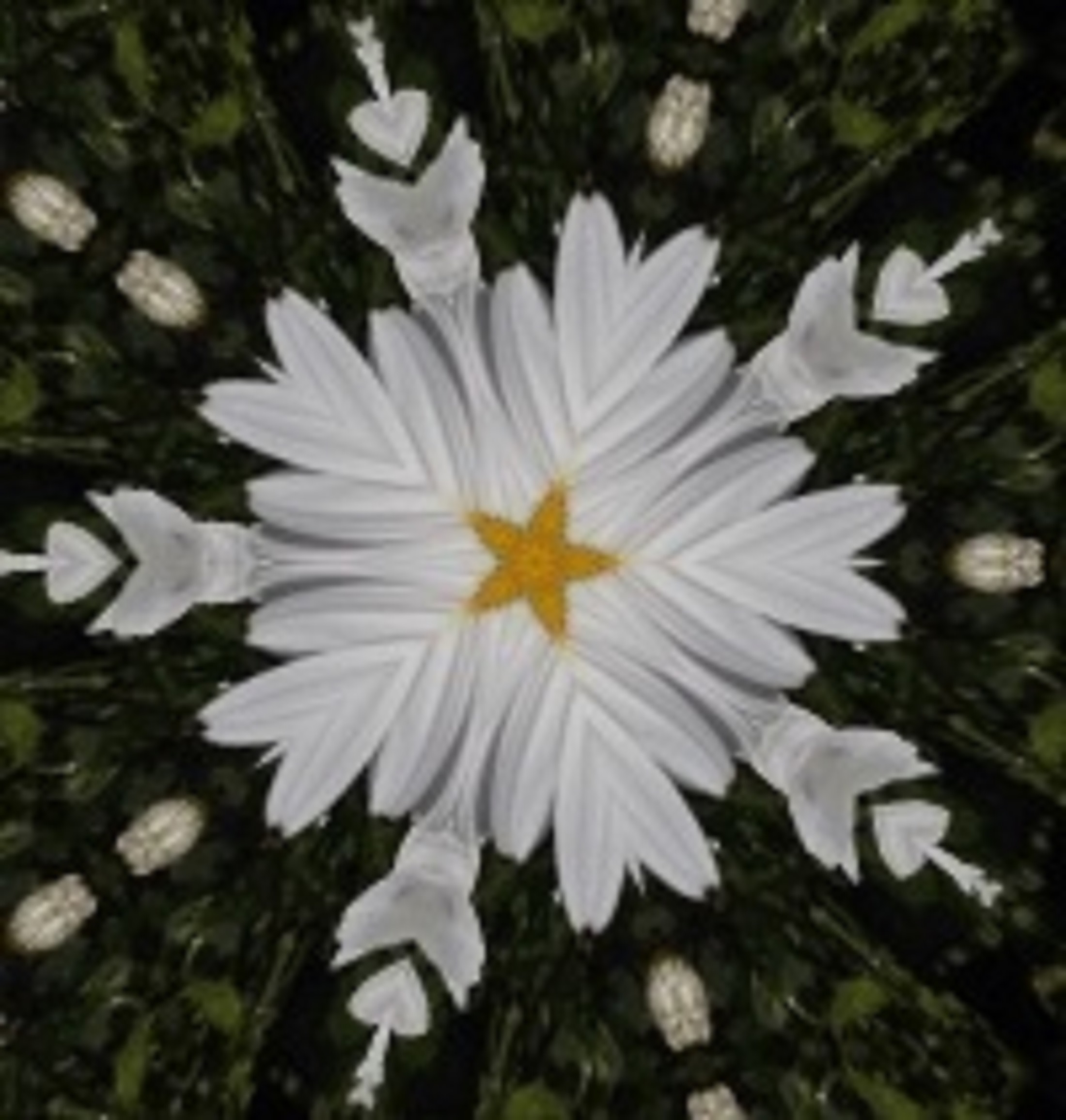 Daisies I took a photo of with  x5 kaleidoscope effect on LunaPic.com