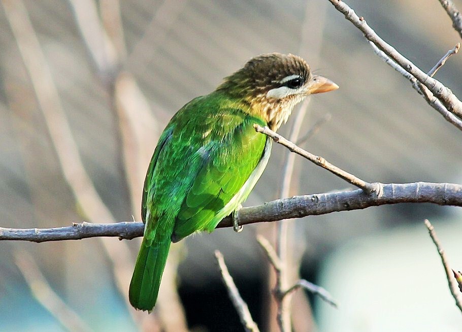 White cheeked barbet, sofspics White cheeked barbet, sofspics