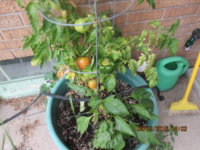 My lonely tomato and green pepper plant. © Marsha Musselman 2016