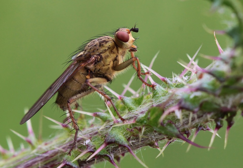 https://pixabay.com/en/fly-insect-nature-macro-close-243381/