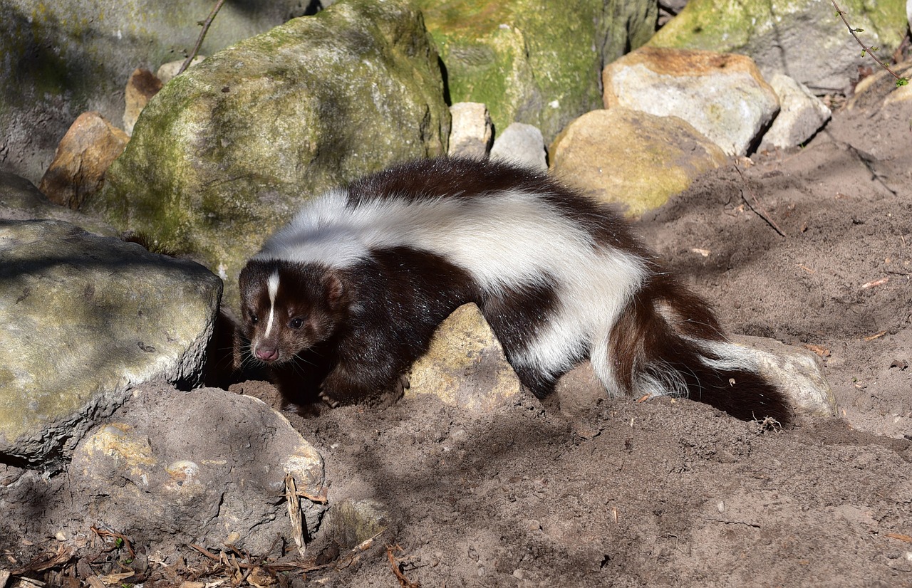 https://pixabay.com/en/skunk-mammal-black-and-white-animal-687964/