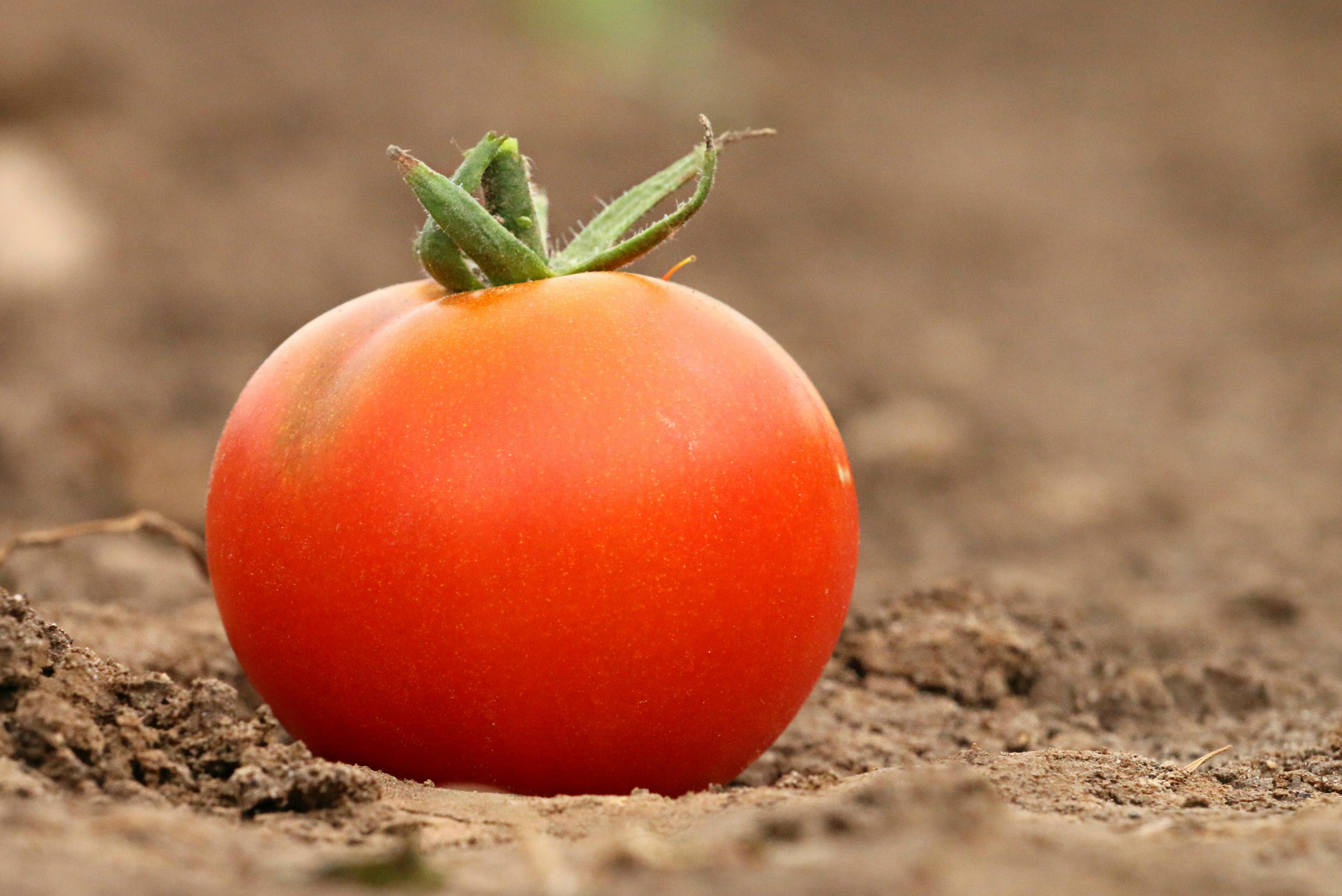 Photo of tomatoe courtesy of morguefile.com