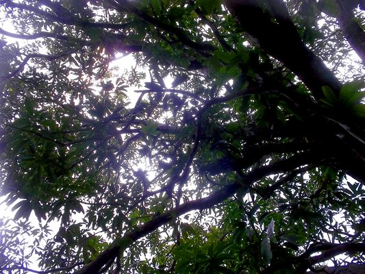 mango tree mango tree
