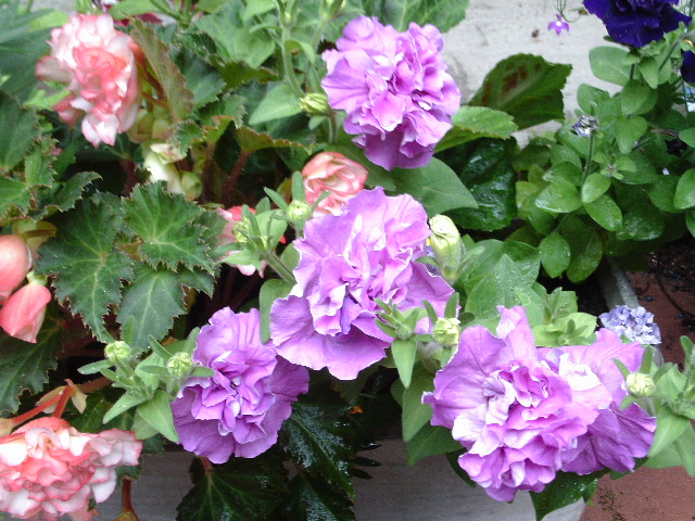 Flowers in my garden.