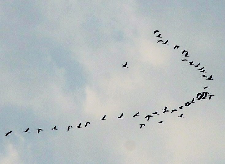 V formation of birds, sofspics V formation of birds, sofspics